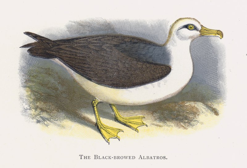 Den svartbrynade albatrosen av Alexander Francis Lydon