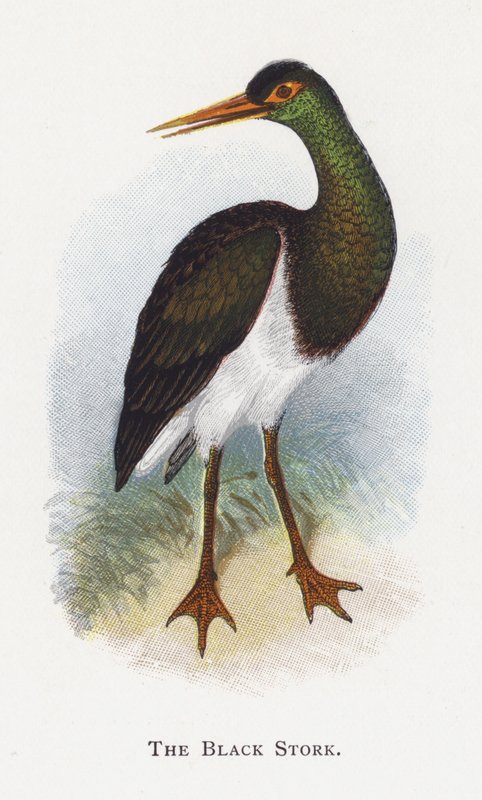Den svarta storken av Alexander Francis Lydon