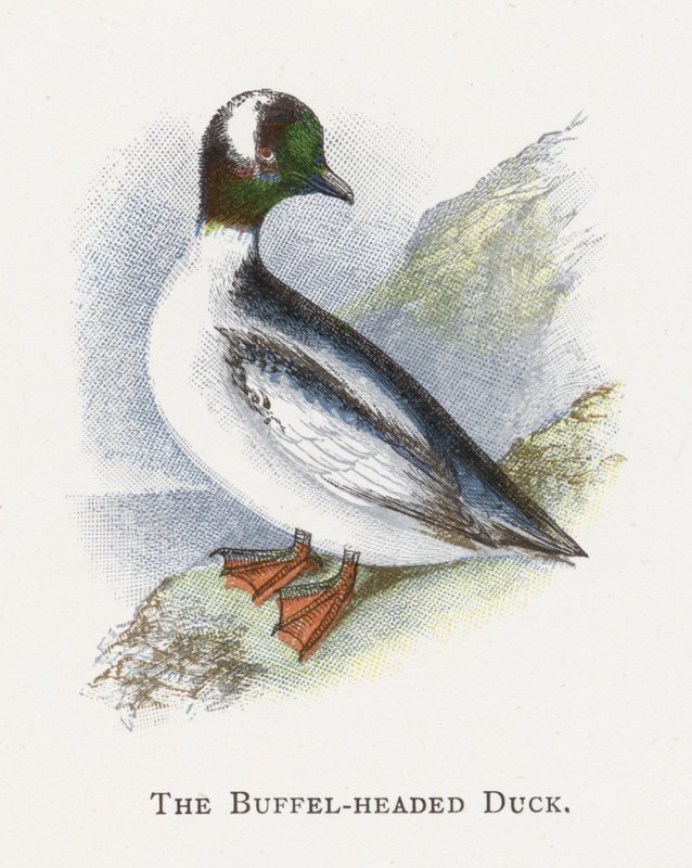 Buffel-headed anka av Alexander Francis Lydon