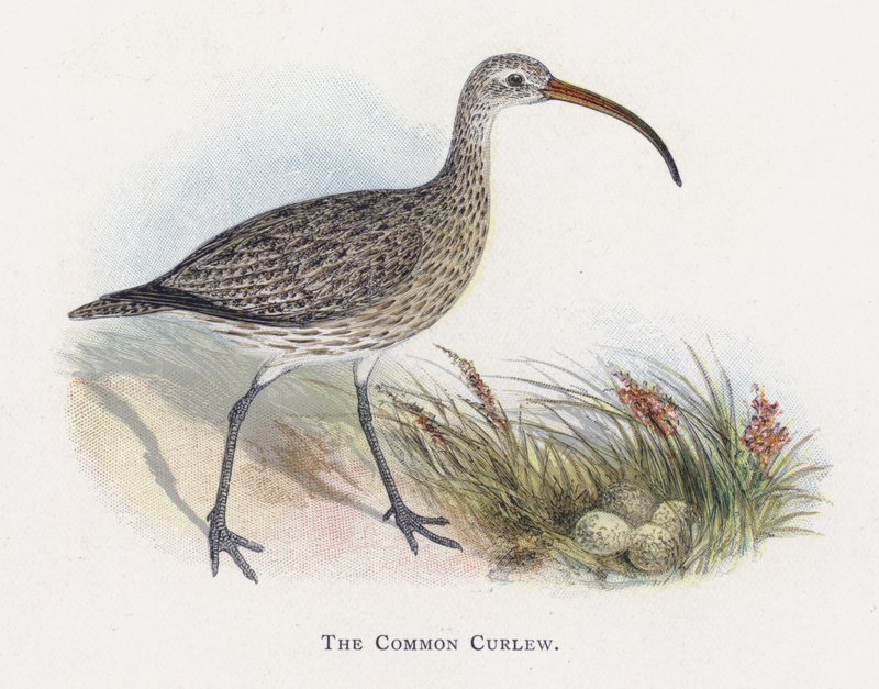 Den vanliga curlew av Alexander Francis Lydon
