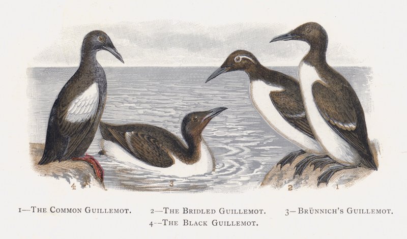 Silgrisslan, den tyglade sillgrisslan, Brunnichs sillgrisslan, den svarta sillgrisslan av Alexander Francis Lydon