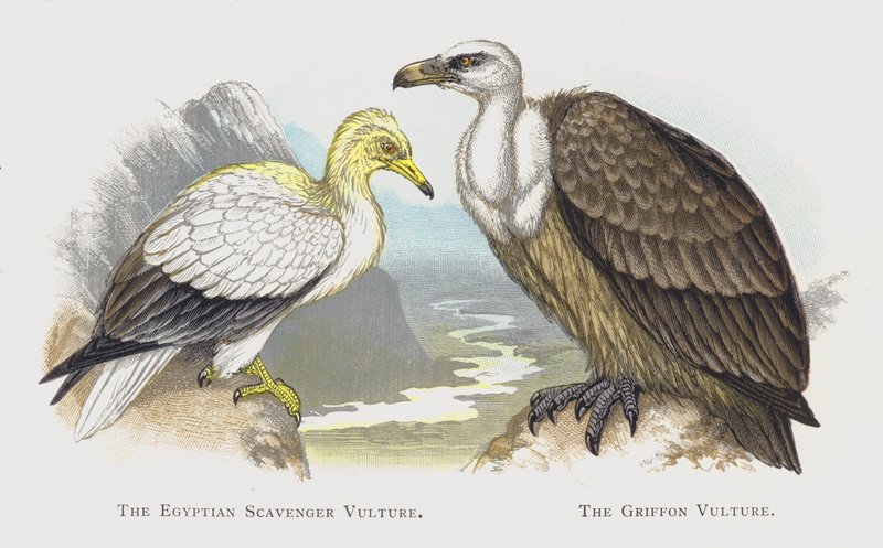 Den egyptiska asätaren, Griffon Vulture av Alexander Francis Lydon