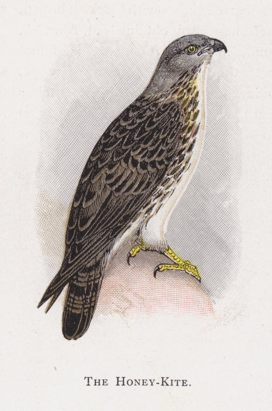 Honungsdraken av Alexander Francis Lydon