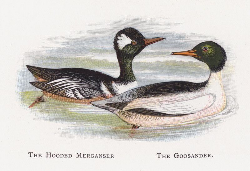 Hooded Merganser, The Goosander av Alexander Francis Lydon