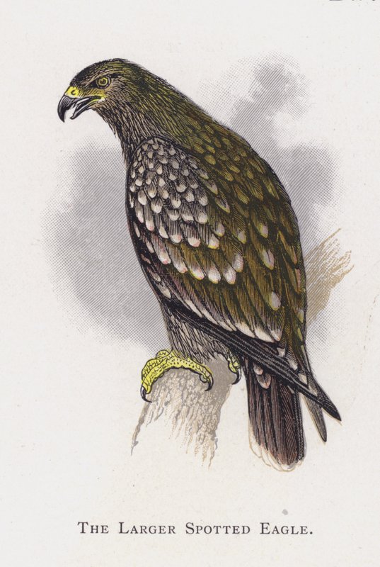 Den större fläckörnen av Alexander Francis Lydon