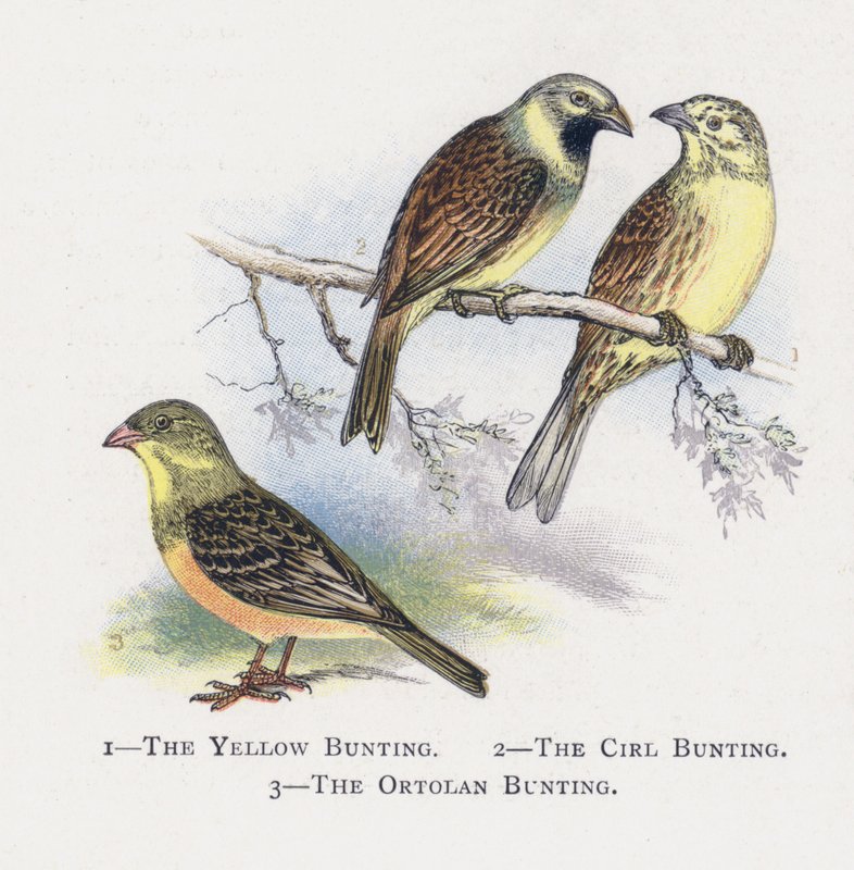 Gulsparven, Cirlsparven, Ortolansparven av Alexander Francis Lydon