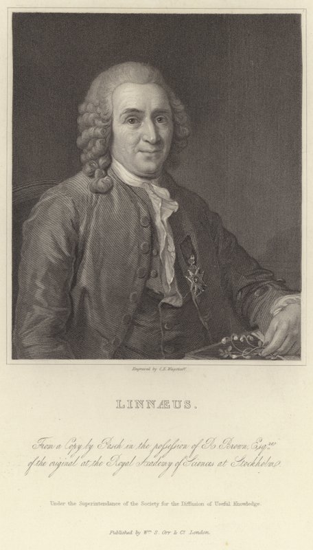Linnéa av Alexander Roslin