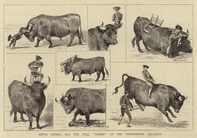 Senor Ortega och Bull Ligero på Westminster Aquarium av Alfred Chantrey Corbould