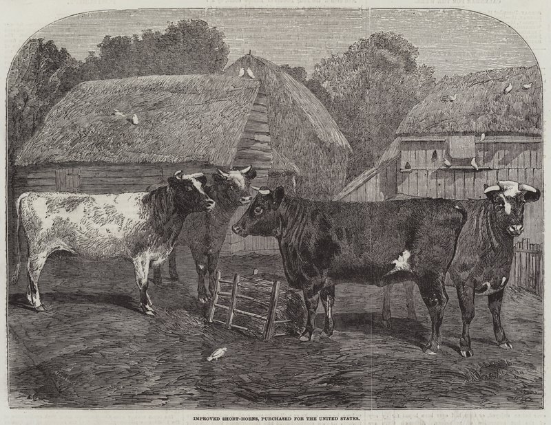 Förbättrade short-horns, inköpta för Förenta staterna av Alfred Courbould