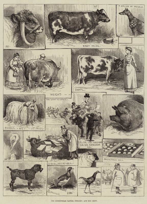 Birmingham Cattle, Poultry and Dog Show (utställning för nötkreatur, fjäderfä och hundar) av Alfred Courbould
