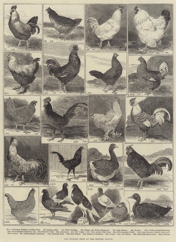 Fjäderfäutställningen i Crystal Palace av Alfred Courbould