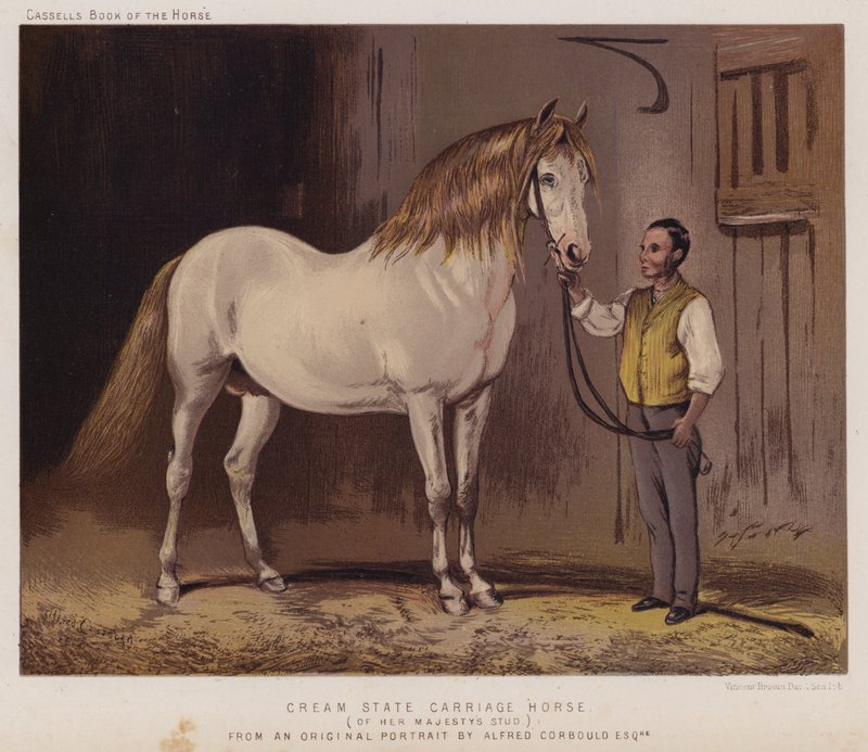 Cream State Carriage Horse, av Hennes Majestäts Stud (färg litho) av Alfred Chantrey Corbould