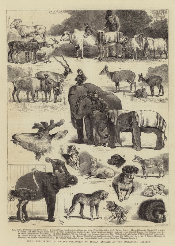 HKH prinsen av Wales samling av indiska djur vid Zoological Gardens av Alfred Chantrey Corbould