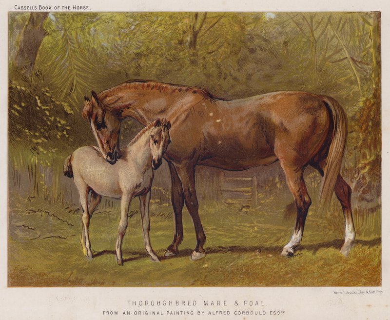 Fullblodssto och föl (färg litho) av Alfred Chantrey Corbould