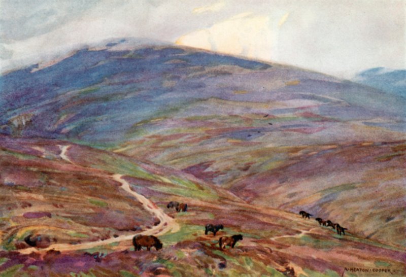 Exmoor ponnyer, nedanför Dunkery Beacon (färg litho) av Alfred Heaton Cooper