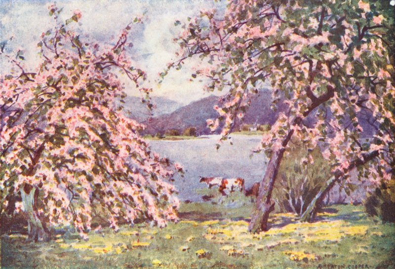 Lake District: Esthwaite Water, Apple Blossom (färglitografi) av Alfred Heaton Cooper