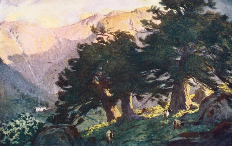 Lake District: The Borrowdale Yews, kväll (färglitografi) av Alfred Heaton Cooper