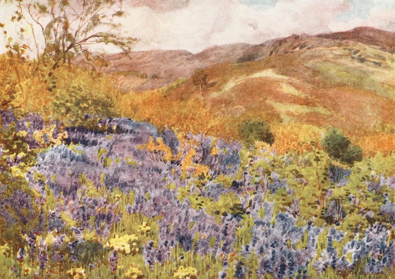 Lake District: Vilda hyacinter (färglitografi) av Alfred Heaton Cooper