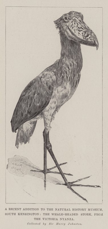 Ett nytt tillägg till Natural History Museum, South Kensington, den valhövdade storken, från Victoria Nyanza av Alfred Hugh Fisher