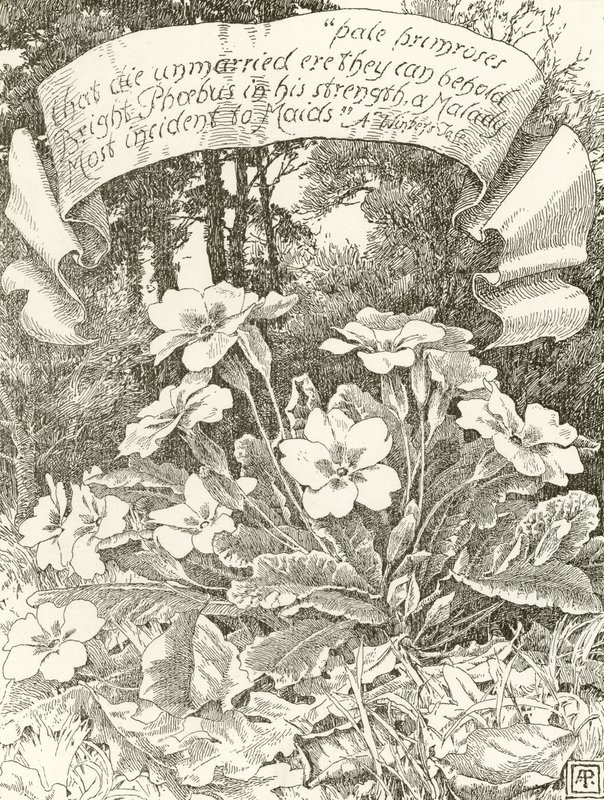 Bleka primörer (gravyr) av Alfred Parsons