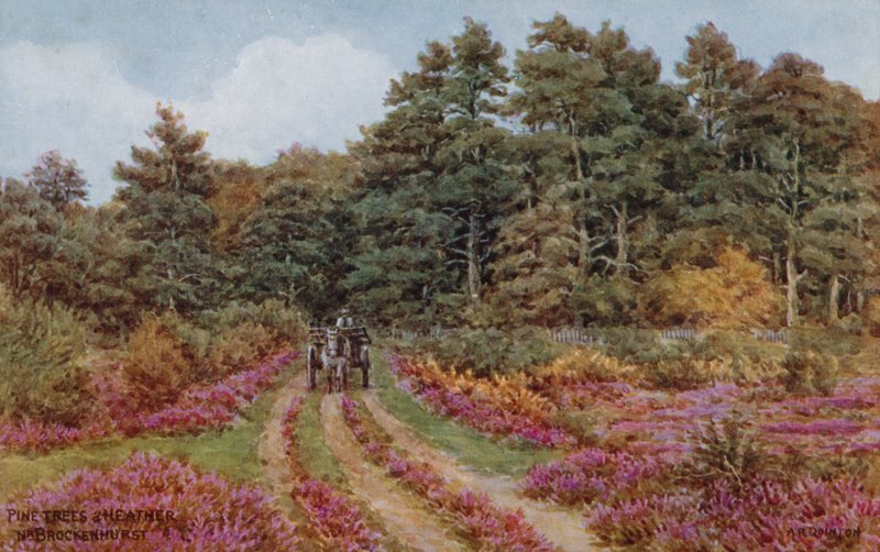 Tallar och ljung nära Brockenhurst av Alfred Robert Quinton