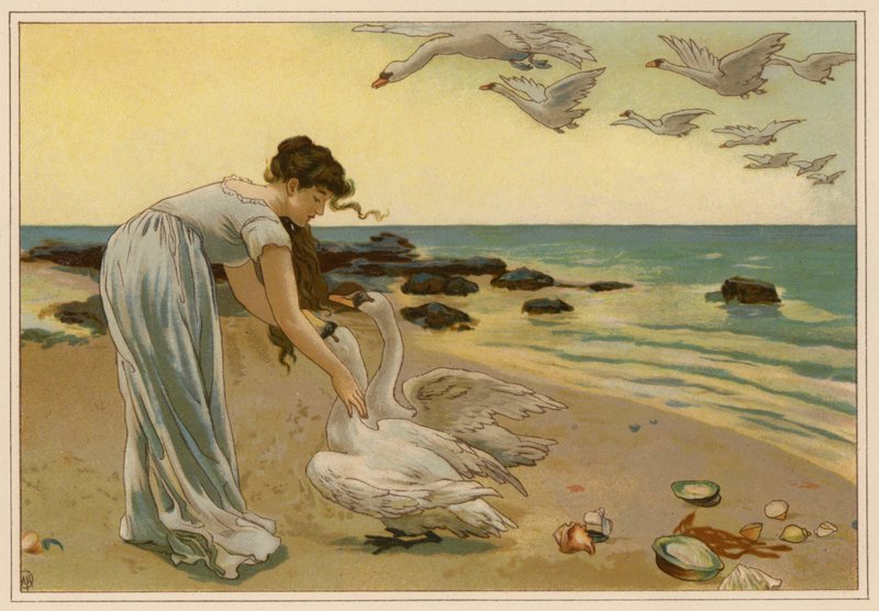 De vita svanarna (chromolitho) av Alice Havers