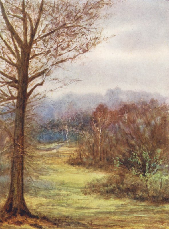 New Forest: A Peep on the Brockenhurst Road, Early Spring (färglitografi) av Alice Julia Argles