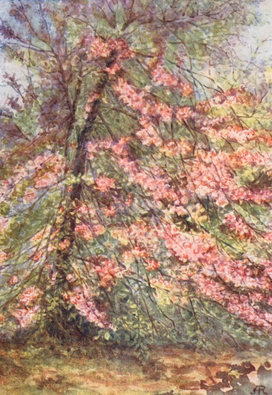 New Forest: I början av maj i "The Enclosure", vild krabbblomma (färglitografi) av Alice Julia Argles