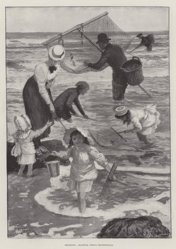 Shrimping, Amateurs versus Professionals swed av Amedee Forestier