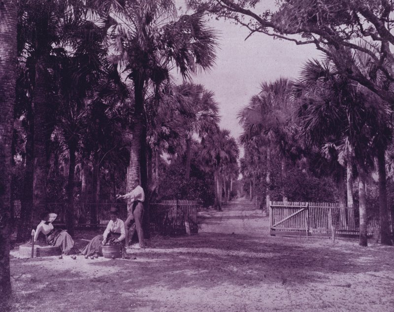En Palmetto Glade nära Palatka, Florida (s/v foto) av American Photographer (after)