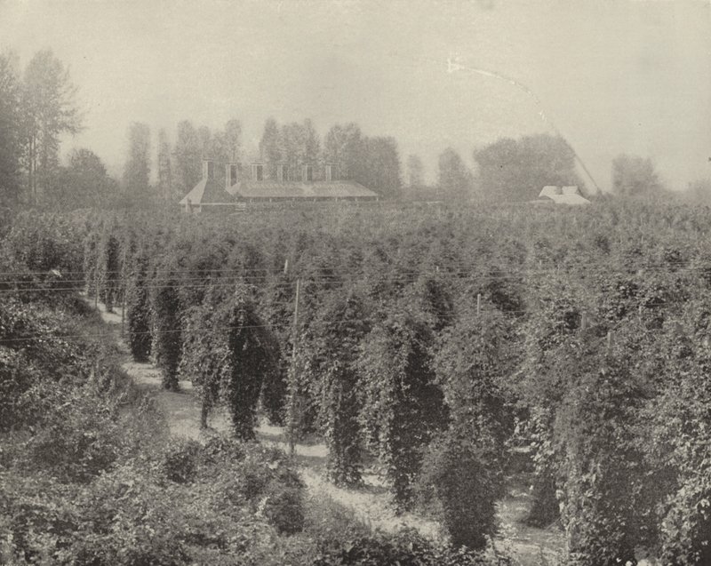 A Washington Hop Yard (s/v foto) av American Photographer (after)