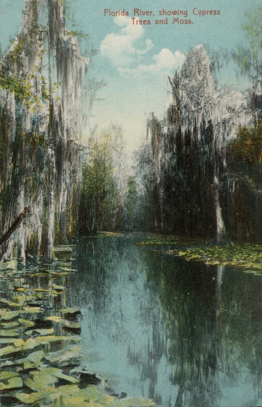 Florida River, som visar cypresser och mossa (foto) av American Photographer (after)