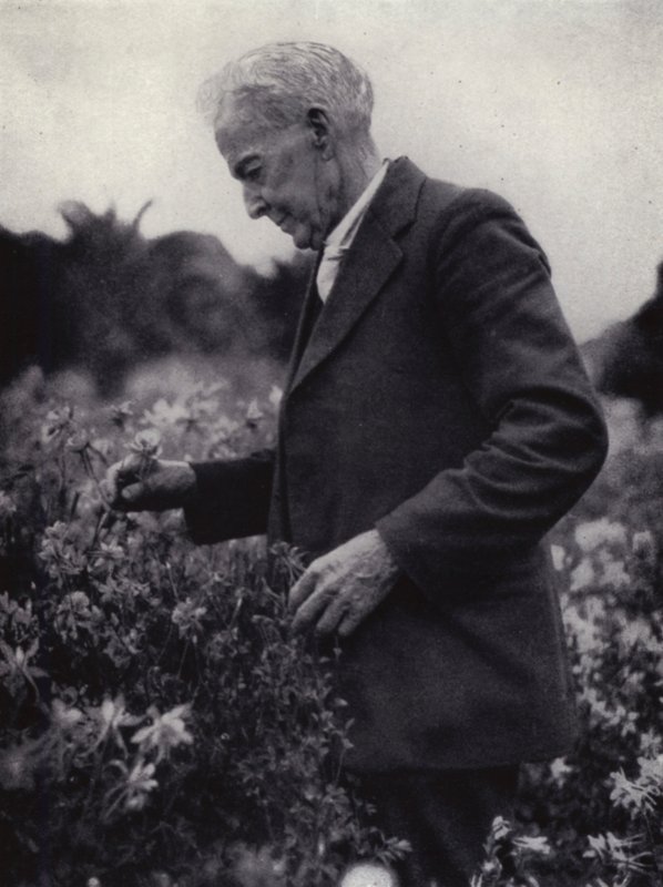 Luther Burbank bland hans blommor (s/v foto) av American Photographer (after)