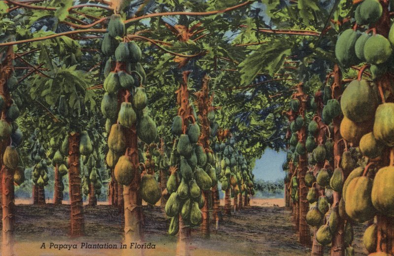 Papaya plantage, Florida (foto) av American Photographer (after)
