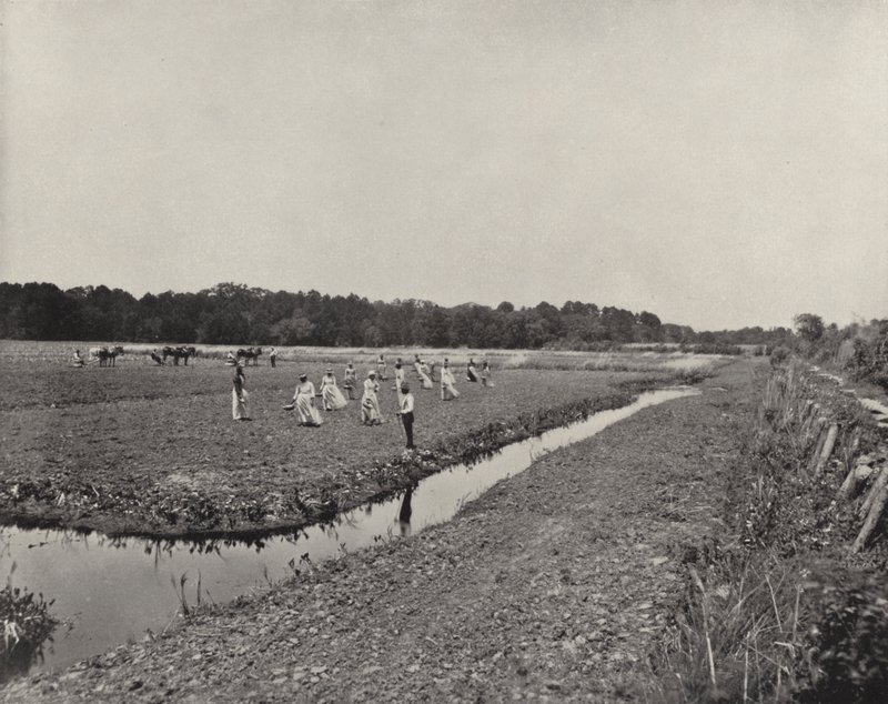 Plantera ris i North Carolina (s/v foto) av American Photographer (after)