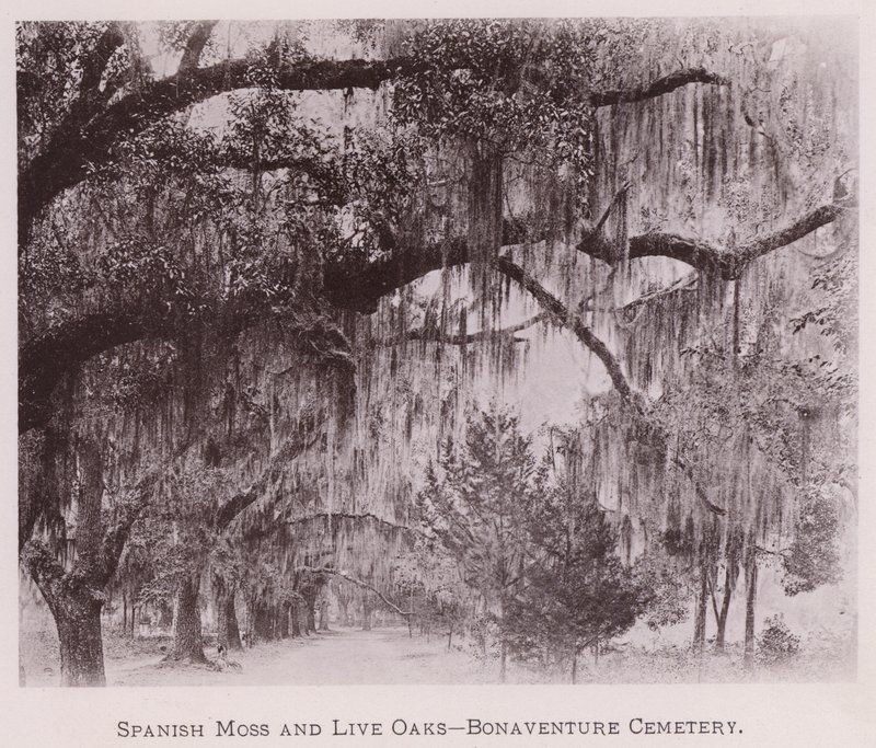 Spanish Moss and Live Oaks, Bonaventure Cemetery (s/v foto) av American Photographer (after)