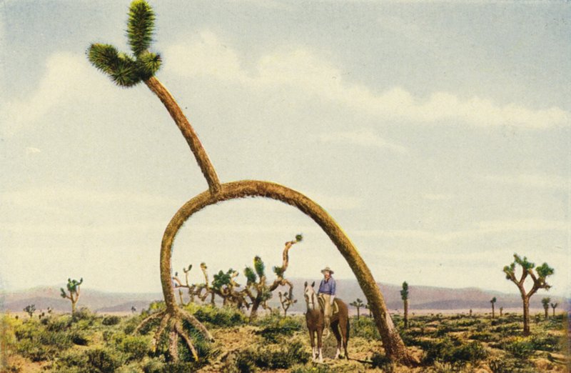 En jättelik castus i Mojaveöknen (färgfoto) av American Photographer