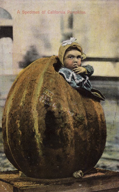 Ett exemplar av Kalifornien pumpor (tonad bild) av American Photographer