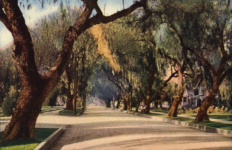 Avenue of Pepper Trees, Pasadena (färgfoto) av American Photographer