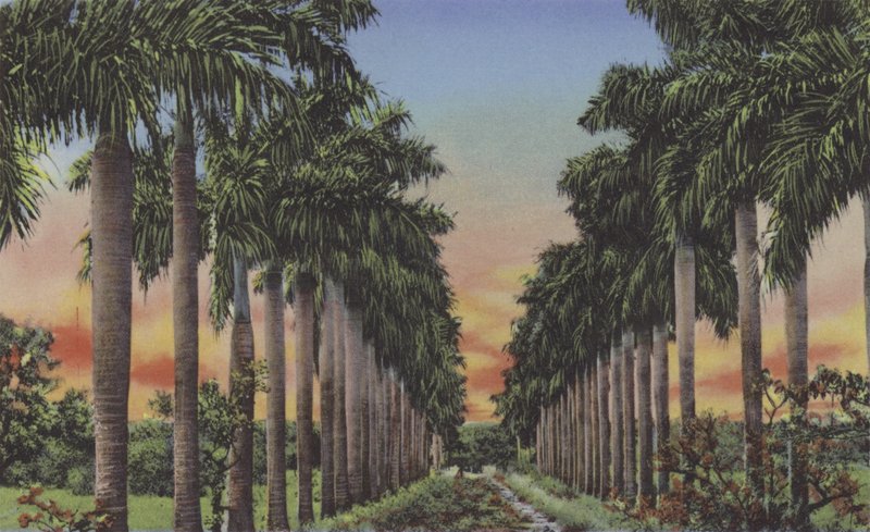 Calle de Palmas, Royal Palms Avenue (färgad bild) av American Photographer