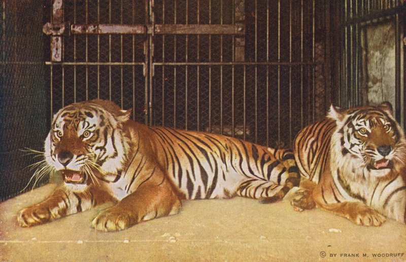 Chicago: Tigers i Lincoln Park (färgfoto) av American Photographer