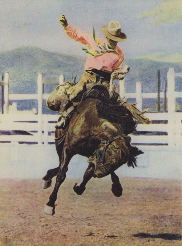 Cowboy som bryter in en häst av American Photographer