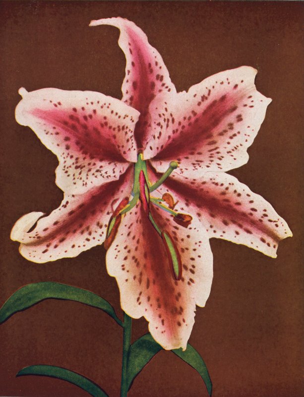 Liljor: Lilium Auratum, Crimson Queen (färgfoto) av American Photographer