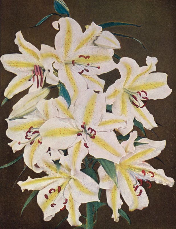 Liljor: Lilium Auratum Platyphyllum (färgfoto) av American Photographer