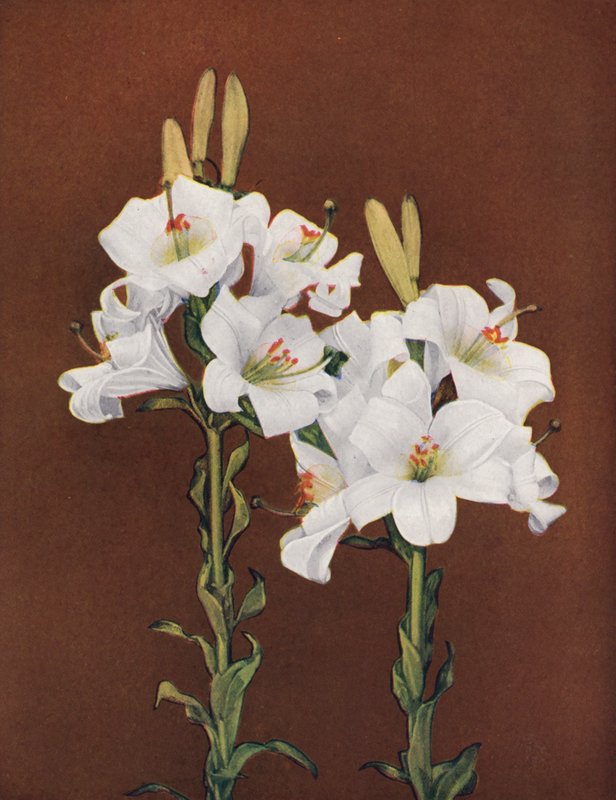Liljor: Lilium Candidum (färgfoto) av American Photographer