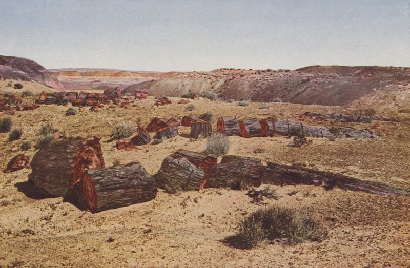 Petrified Forest, Arizona (färglagd bild) av American Photographer