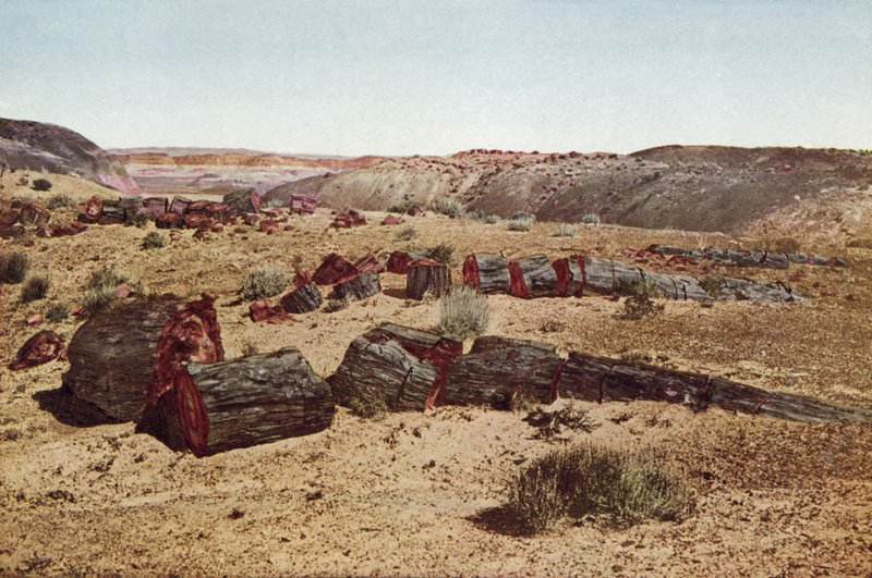 Petrified Forest, Arizona (färgat foto) av American Photographer