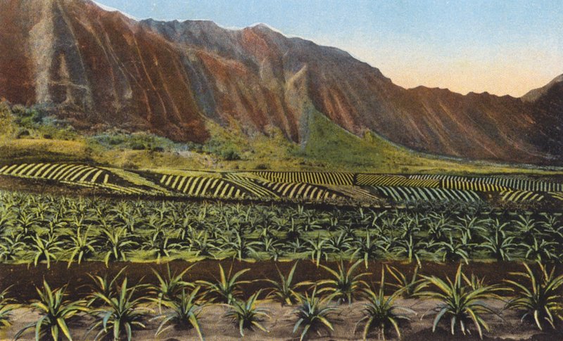 Pineapple Plantation, Oahu (färgfoto) av American Photographer