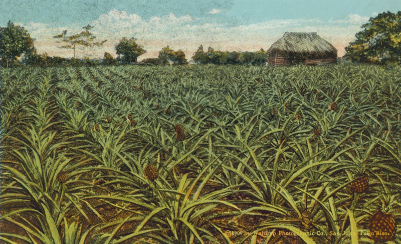 Porto Rico / Puerto Rico: Ett fält med ananas i Porto Rico (färgfoto) av American Photographer