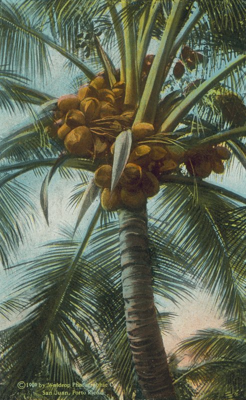 Porto Rico / Puerto Rico: Kokosnötter odlas i Porto Rico (färgfoto) av American Photographer